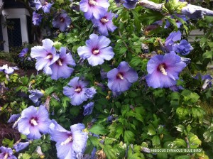 Hibiscus syriacus 'Blue Bird' - blossom